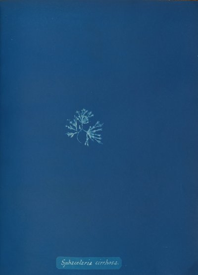 Sphacelaria cirrhosa, n. 1853. tekijältä Anna Atkins