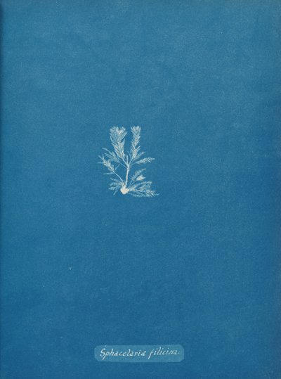 Sphacelaria filicina, n. 1853. tekijältä Anna Atkins