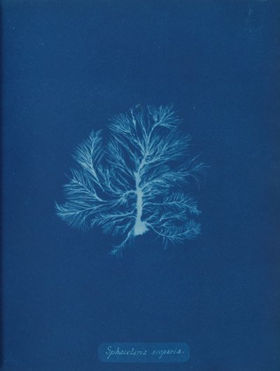 Sphacelaria scoparia, n. 1853. tekijältä Anna Atkins
