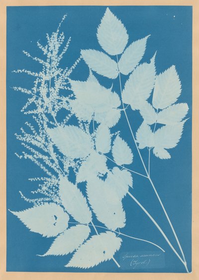  tekijältä Anna Atkins