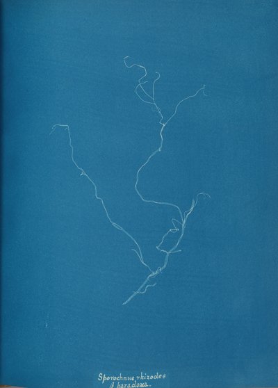 Sporochnius rhizodes ß paracloxa, ca. 1853. tekijältä Anna Atkins