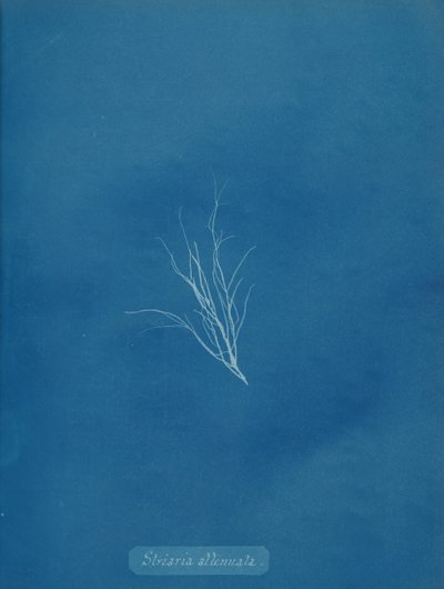 Striaria vaimennettu, n. 1853. tekijältä Anna Atkins