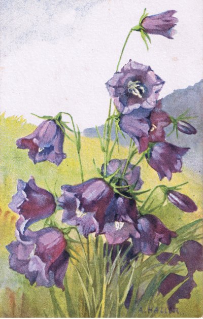 Sinikukka, Postikortti, 1940-luku tekijältä Anna Haller