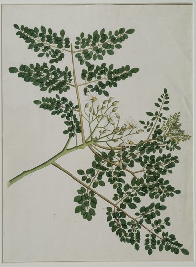 Moringa oleifera, jota kutsutaan myös piparjuuripuuksi tai rumpupuuksi (akvarelli paperille) tekijältä Anna Maria Jones