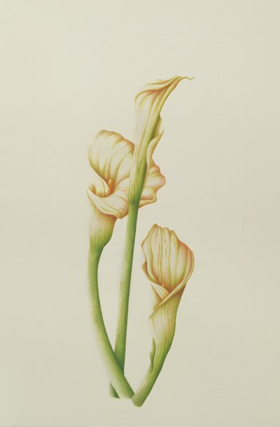 Arum Lily, 2001 (wc paperilla) tekijältä Annabel Barrett