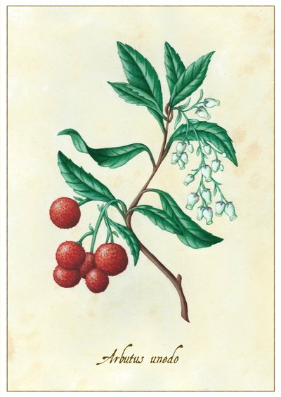 Arbutus unedo, 2015 (guassi) tekijältä Annalisa Morrocco