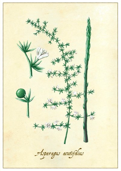 Asparagus acutifolius, 2015 (guassi) tekijältä Annalisa Morrocco