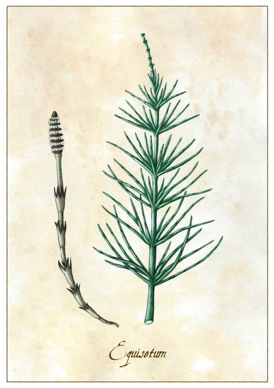 Equisetum, 2015 (guassi) tekijältä Annalisa Morrocco