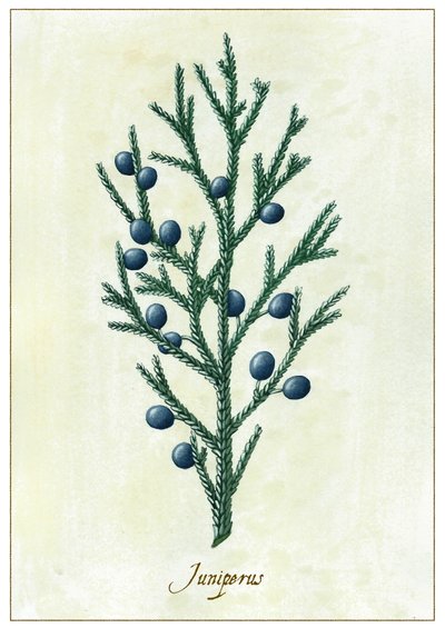 Juniperus, 2015 (guassi) tekijältä Annalisa Morrocco