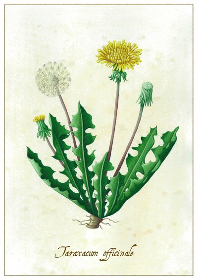 Taraxacum officinale, 2015 (guassi) tekijältä Annalisa Morrocco