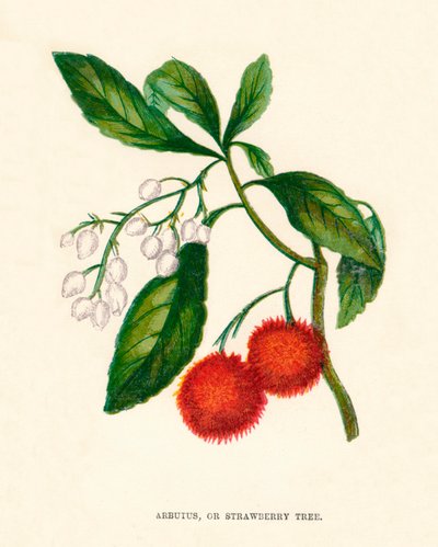 Arbutus eli mansikkapuu, c1891, 1891 tekijältä Anne Pratt