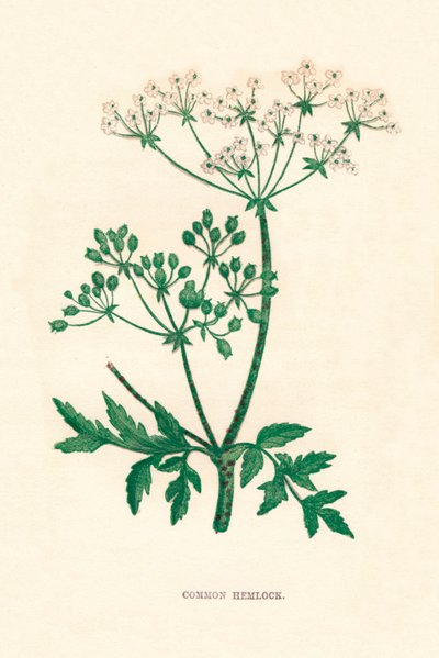 Common Hemlock, c1891, 1891 tekijältä Anne Pratt