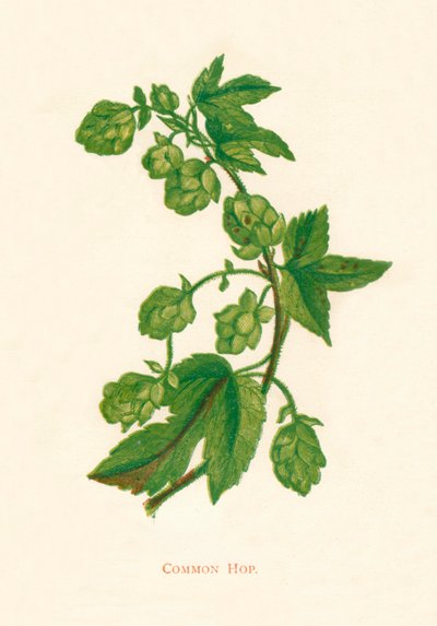 Common Hop, c1891, 1891 tekijältä Anne Pratt