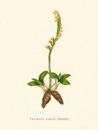 Tuoksuva Ladys Tresses, c1891, 1891 tekijältä Anne Pratt