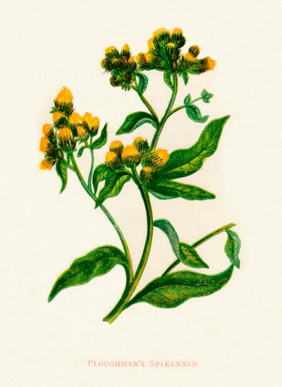 Ploughmans Spikenard, c1891, 1891 tekijältä Anne Pratt