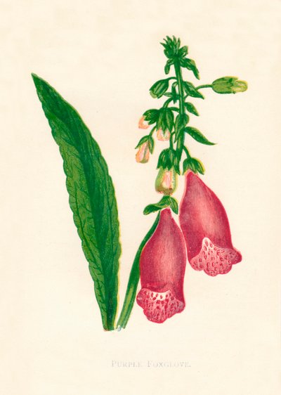 Purple Foxglove, c1891, 1891. tekijältä Anne Pratt
