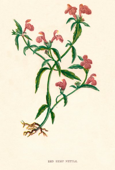 Punainen hamppunokkonen, c1891, 1891 tekijältä Anne Pratt