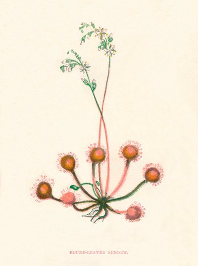 Pyöreälehtinen sundew, c1891, 1891 tekijältä Anne Pratt