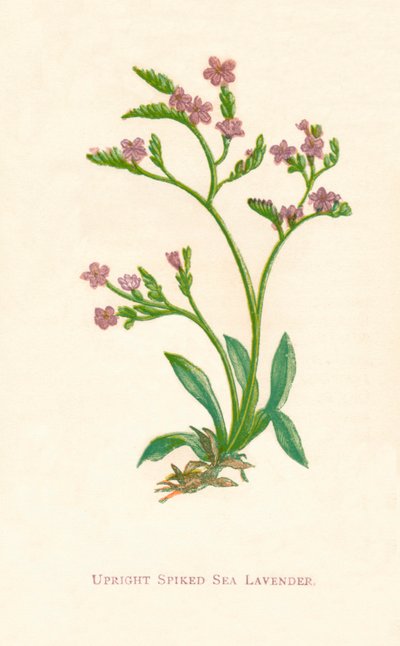 Upright Spiked Sea Lavender, c1891, 1891 tekijältä Anne Pratt