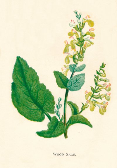 Wood Sage, c1891, 1891 tekijältä Anne Pratt