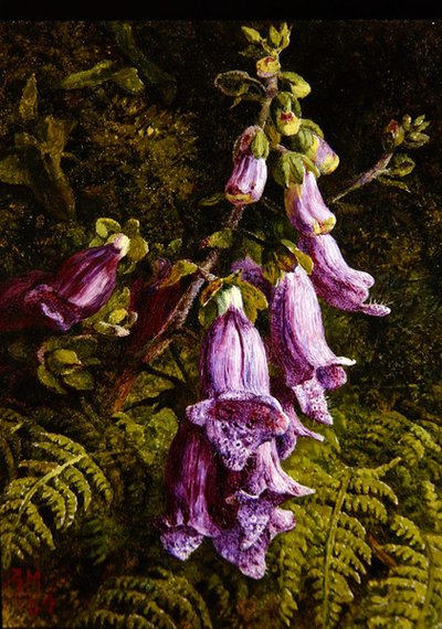 Foxgloves tekijältä Annie Feray Mutrie