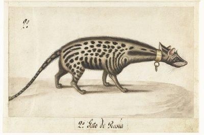 Albumiarkki siivetillä Civet Cat tekijältä Anonymous