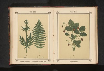 Bosaardbei Fragaria vesca L. (otsikko esineessä) tekijältä Anonymous