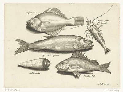 Llissa, gambes, olor i pos Libelivs miscellaneous Genera piscium complectens (títol de la sèrie) Acabat de peixos d