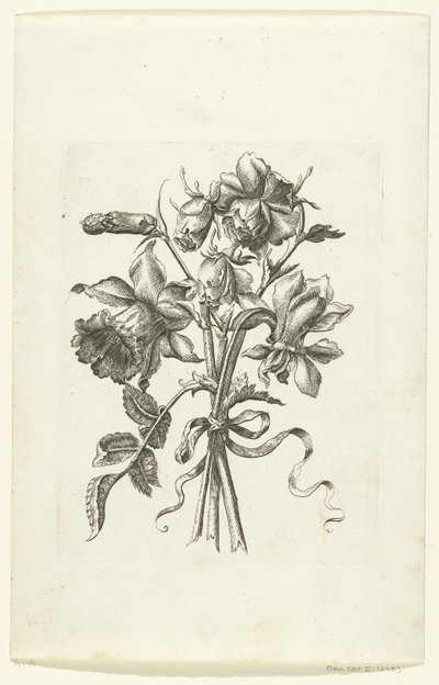 Kolme kukkaa, mukaan lukien narsissi ja neilikka Novae Florum Icones (sarjan nimi) tekijältä Anonymous