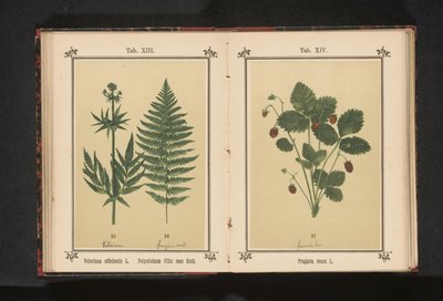Todellinen valerian ja uros saniaisen oksa Valeriana officinalis L. Polystichum Filix mas Roth (otsikko esineessä) tekijältä Anonymous