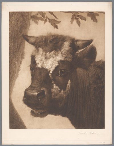 Reproducció fotogràfica del detall de la pintura El toro de Paulus Potter, coll. Mauritshuis 1902 - 15. / Konigl. Acabat Museum im Haag (títol de la sèrie). tekijältä Anonymous