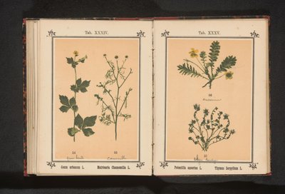 Keltainen avens ja oikea kamomilla Geum urbanum L. Matricaria Chamomilla L. (otsikko esineessä) tekijältä Anonymous