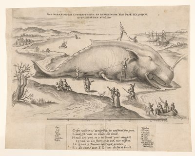 Rannalla oleva valas Antwerpenin lähellä, 1577 Tämän valaan waerachtich conterfeytsel ja koko, ghevanghe[n] den 2. heinäkuuta 1577 (otsikko esineessä) tekijältä Anonymous