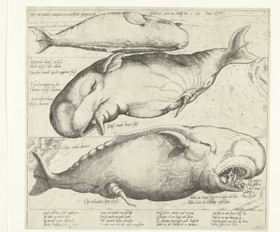 Rannalla oleva valas Antwerpenin lähellä, 1577 True ung eigentliche contrafactur eines wallfisches gefangen in der scheldt nitt weit von Antorff Am 2. heinäkuuta. Anno 1577 (otsikko esineessä) tekijältä Anonymous