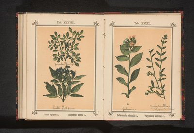 Täplikäs keuhkojuuri ja tavallinen sianheinä Pulmonaria officinalis L. Polygonum aviculare L. (otsikko esineessä) tekijältä Anonymous