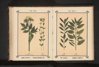 Tavallinen enkeli ja todellinen centaury Angelica silvestris L. Erythraea Centaurium Pers (otsikko esineessä) tekijältä Anonymous