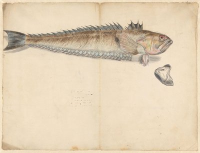 Suuri kutoja (Trachinus Draco) tekijältä Anonymous