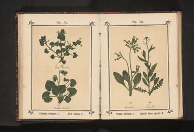 Kultainen esikko ja paimenen kukkaro Primula officinalis L. Capsella Bursa pastoris M. (otsikko esineessä) tekijältä Anonymous
