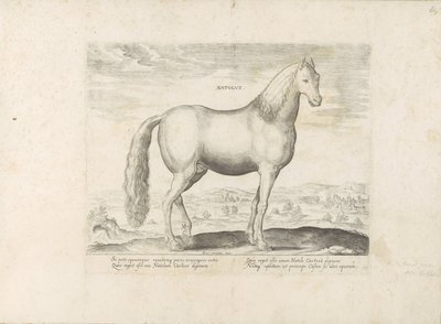 Hengst uit Anatolië Syntynyt (nimi esineessä) Paardenrassen uit de Koninklijke stallen van Don Juan van Oostenrijk (sarjan nimi) Hevonen, jossa kaikenlaisia ​​aatelisia: eri puolilta maailmaa erottuneiden hevosten käyttäytyminen valittu (...) (sarjan nimi  tekijältä Anonymous
