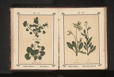 Koiran ravi ja maaliskuun orvokki Glechoma hederacea L. Viola odorata L. (otsikko esineessä) tekijältä Anonymous
