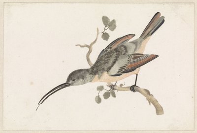 Hummingbird oksalla vasemmalla tekijältä Anonymous