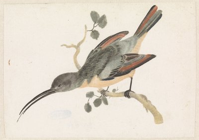 Hummingbird oksalla vasemmalla tekijältä Anonymous