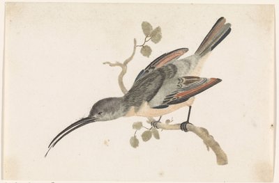 Hummingbird oksalla vasemmalla tekijältä Anonymous