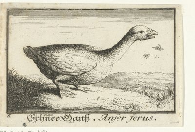 Maisema villihanhen kanssa Schnee Gans, Anfer ferus. (otsikko esineessä) tekijältä Anonymous