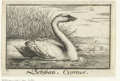 Maisema joutsenen kanssa Schwan, Cygnus. (otsikko esineessä) tekijältä Anonymous