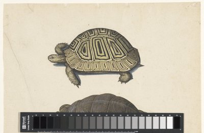 Landschildpad Lombard-albumi (sarjan nimi) tekijältä Anonymous