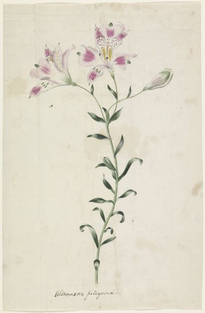 Leslie (Alstroemeria Pellegrina) tekijältä Anonymous