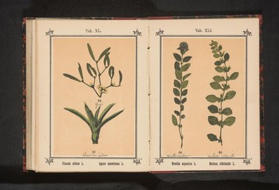 Misteli ja satavuotisaloe Viscum album L. Agave americana L. (otsikko esineessä) tekijältä Anonymous