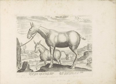 Mulezel en ezel Muuli ja aasi (otsikko esineessä) Paardenrassen uit de Koninklijke stallen van Don Juan van Oostenrijk (sarjan nimi) Hevonen, jossa kaikenlaisia ​​aatelisia: eri puolilta maailmaa erottuneiden hevosten käyttäytyminen valittu (...) (sarjan n tekijältä Anonymous