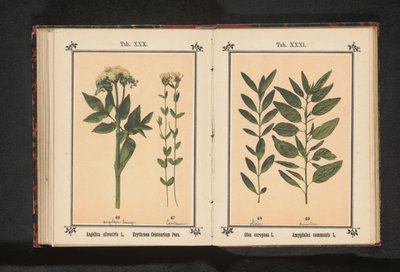 Oliivinoksa ja mantelioksa Olea europaea L. Amygdalus communis L. (otsikko esineessä) tekijältä Anonymous